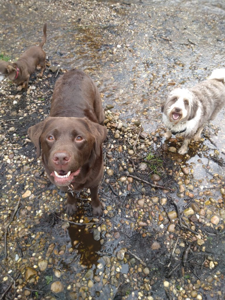 two dogs standing on some gravel